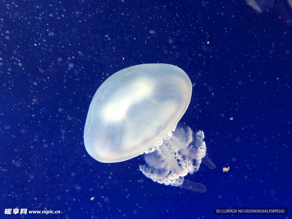 透明水母在蓝色海洋中游动