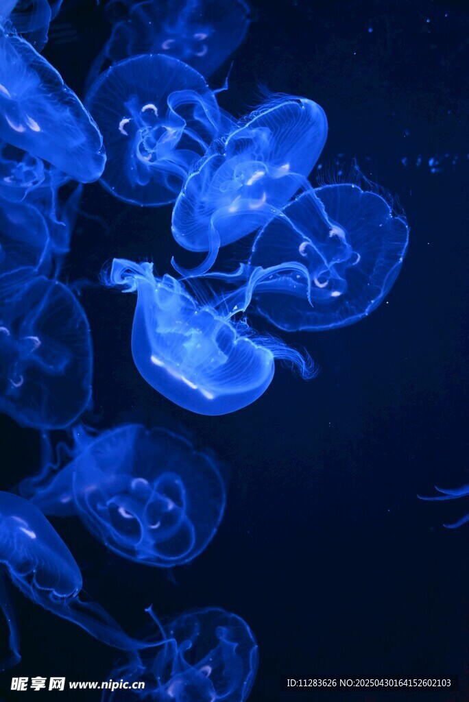 梦幻蓝色水母群