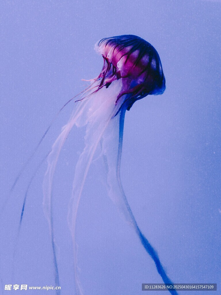 梦幻紫水母在水中飘逸