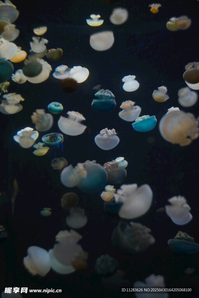水母