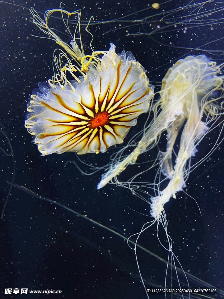 梦幻水母绽放海底世界