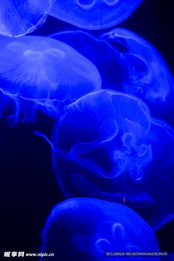 梦幻蓝色水母群