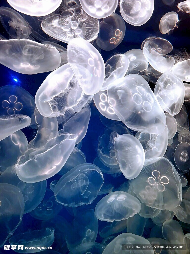 梦幻水母群在水中漂浮