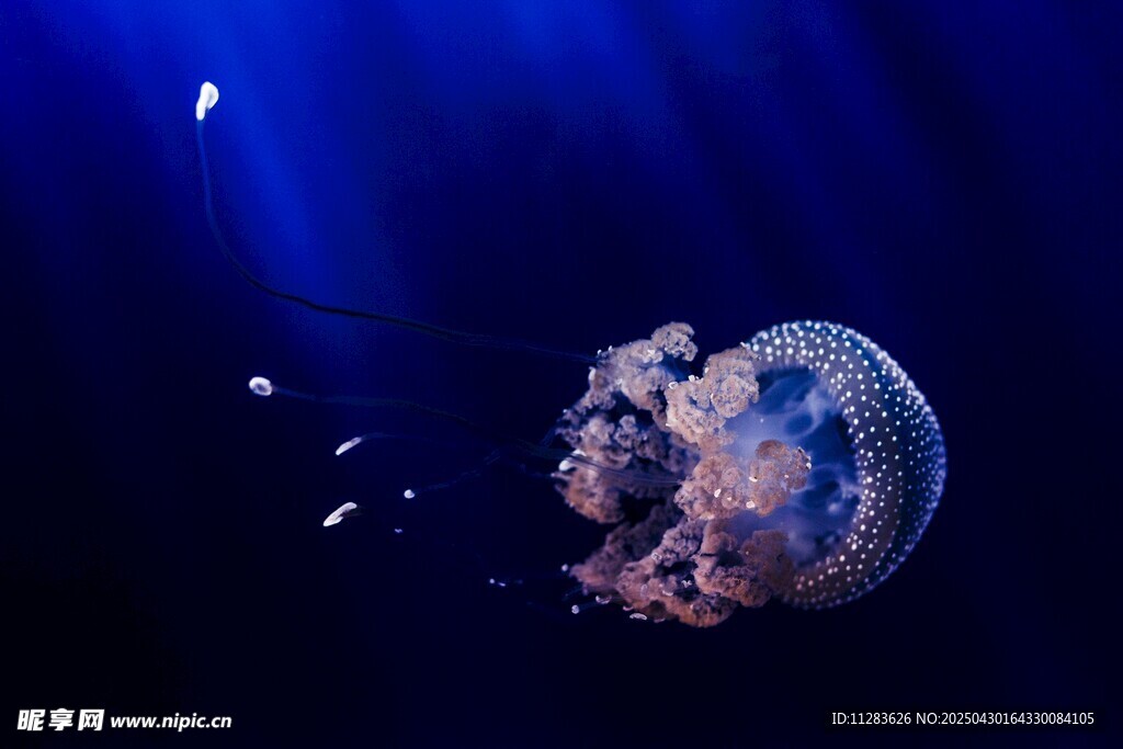 梦幻水母在深海中飘逸