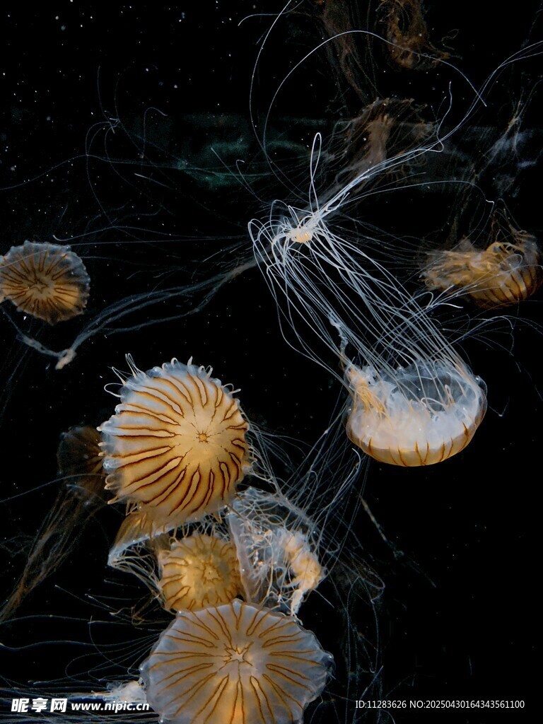 梦幻水母在水中飘逸游动