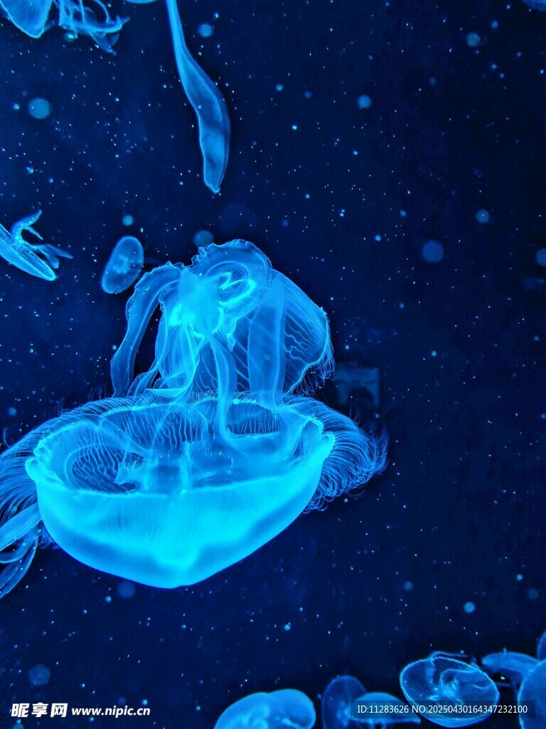 梦幻蓝色水母在水中游动