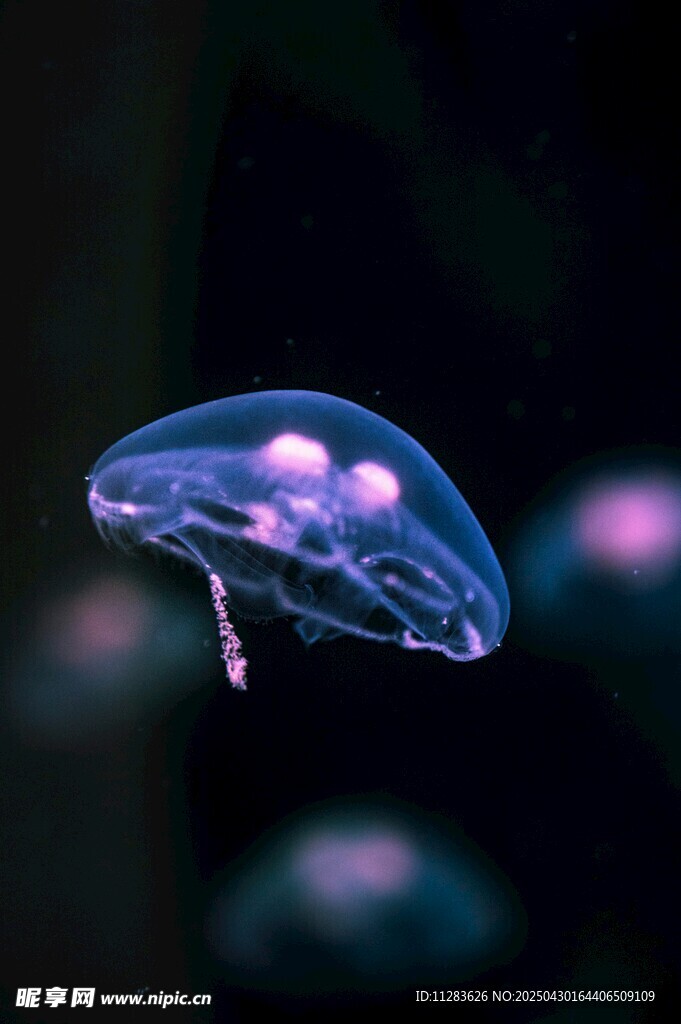 梦幻水母在水中轻盈游动