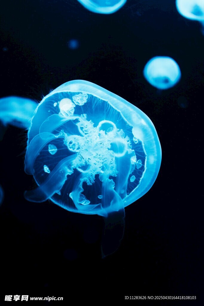 梦幻蓝色水母在水中游动