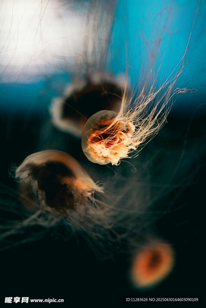 微观下的绒毛种子特写
