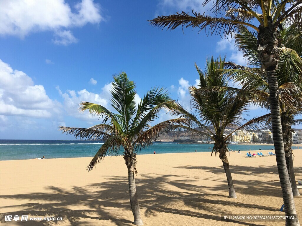 热带沙滩上的棕榈树美景