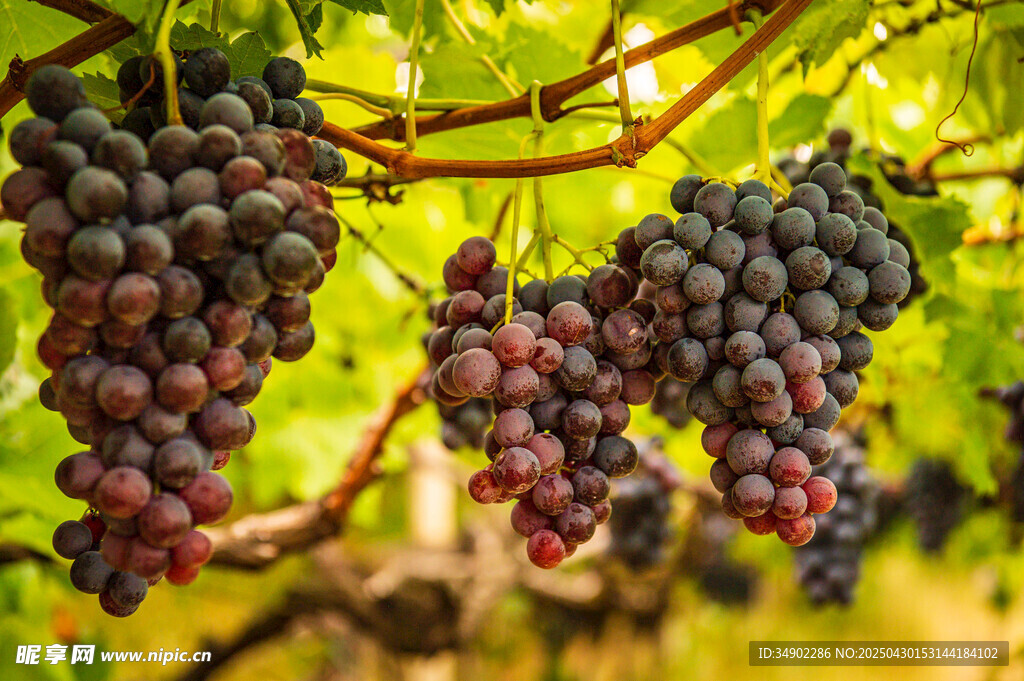 饱满紫葡萄挂于翠绿藤上