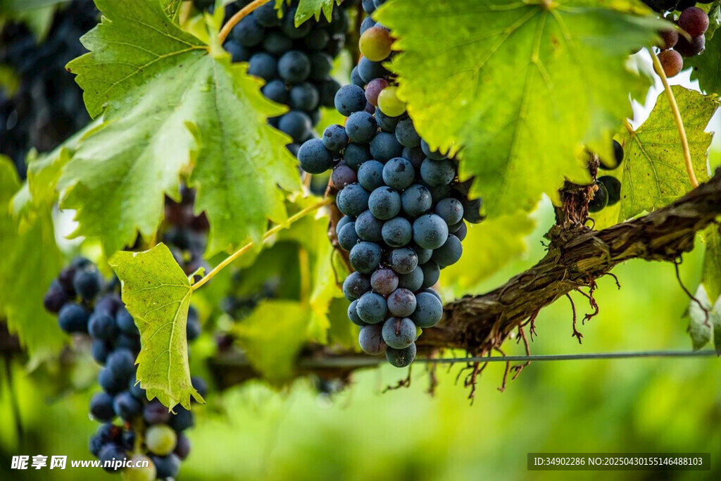 葡萄藤上的饱满紫葡萄