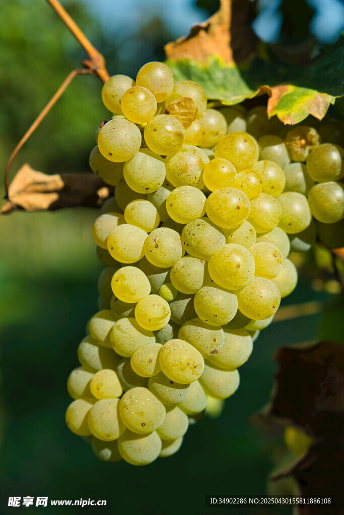 一串饱满的绿色葡萄