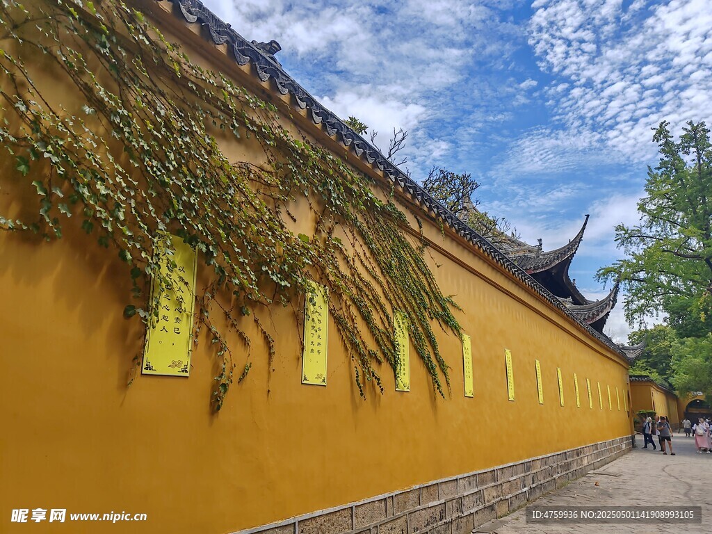 古寺黄墙覆绿藤