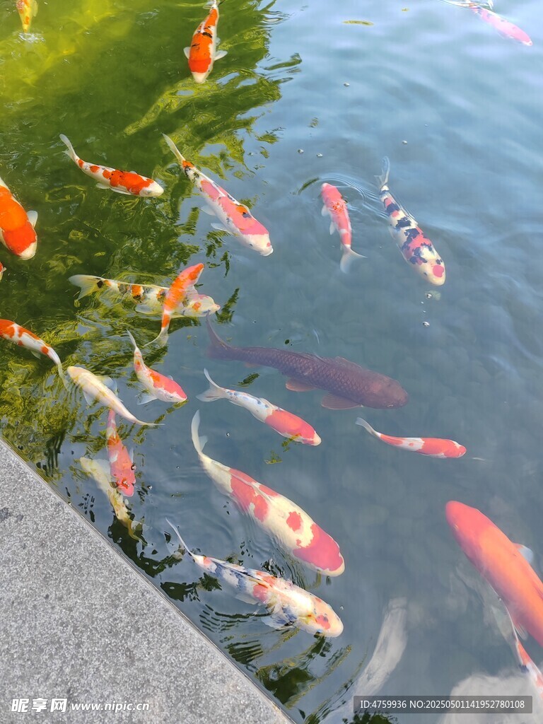 池塘中游动的多彩锦鲤