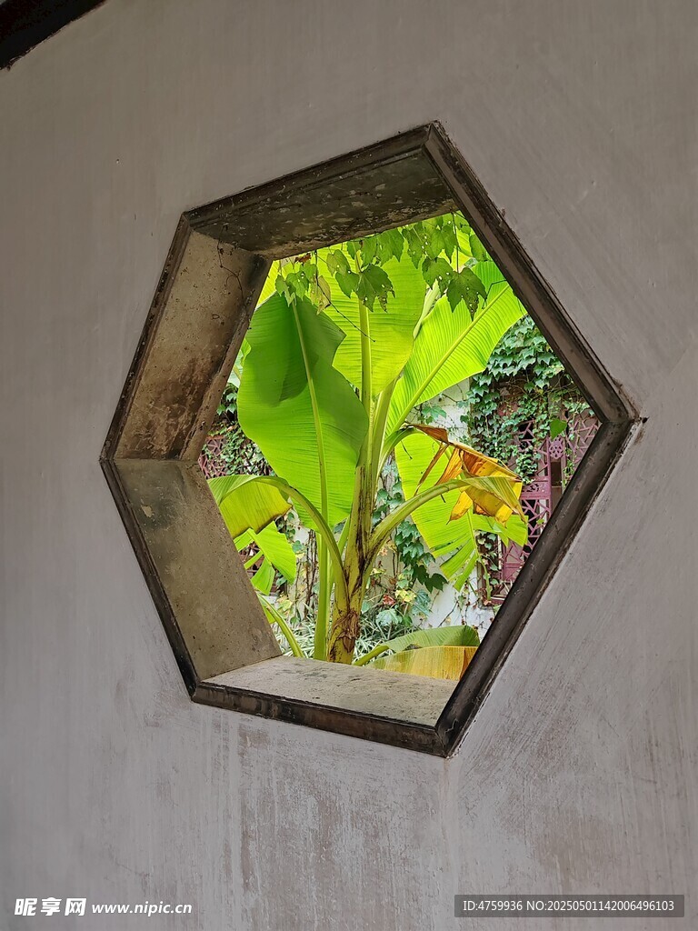 六边形框中的绿植景观