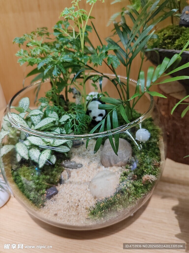 玻璃容器中的迷你植物景观