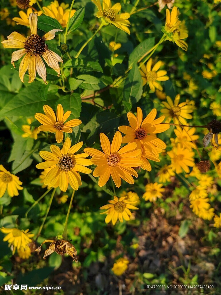 金黄灿烂的黑心菊绽放