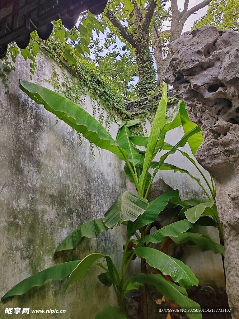 墙边绿植与古老石像相伴