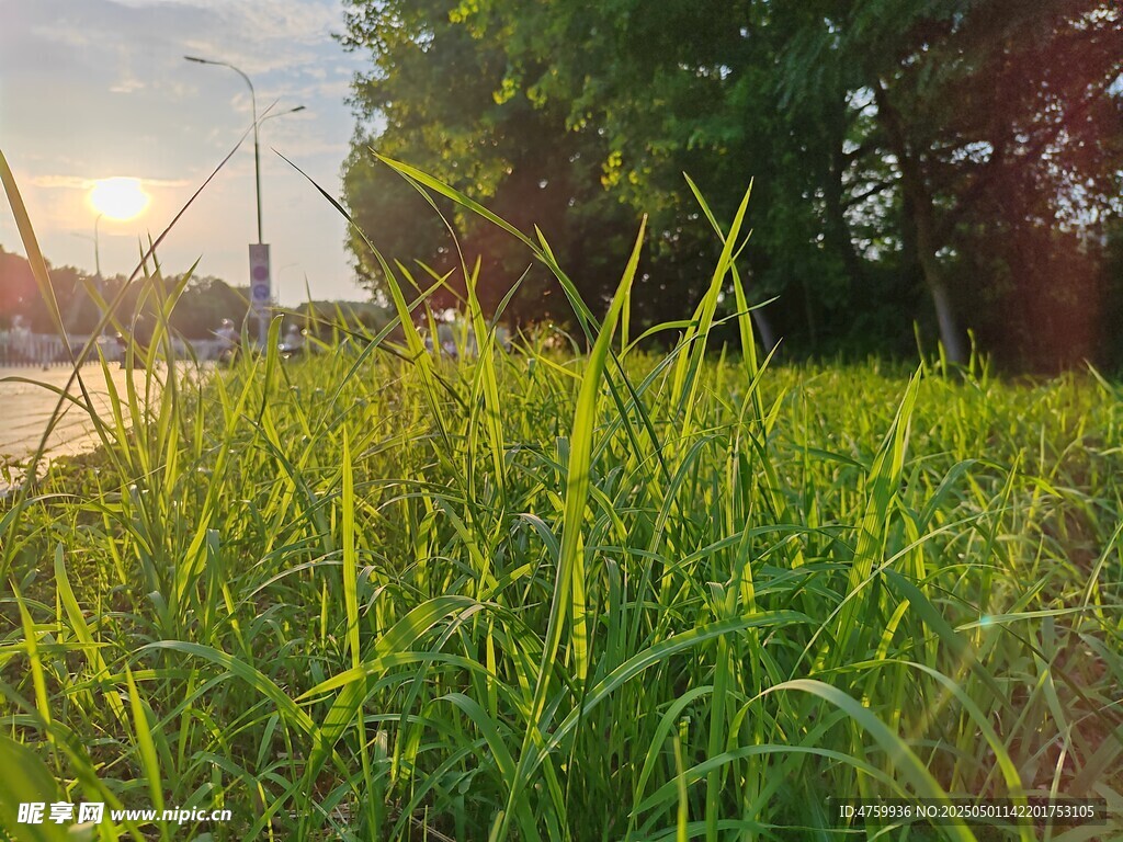 夕阳下的翠绿草地
