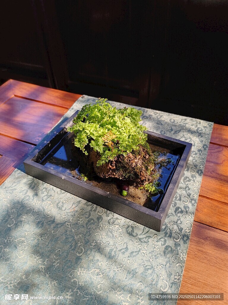 精致苔藓盆栽景观