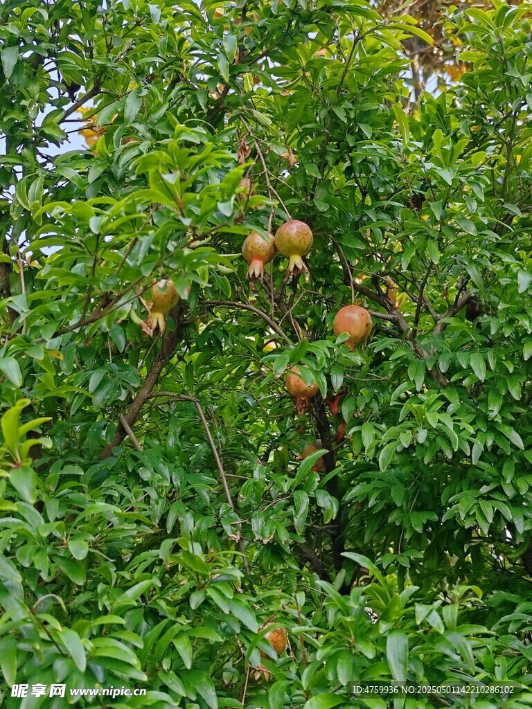 硕果累累的繁茂石榴
