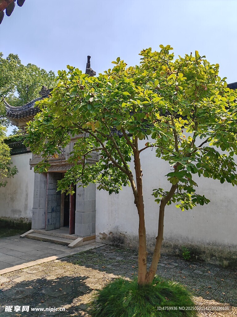 庭院中的葱郁小树