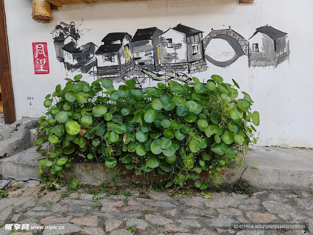 墙边绿植与艺术墙绘