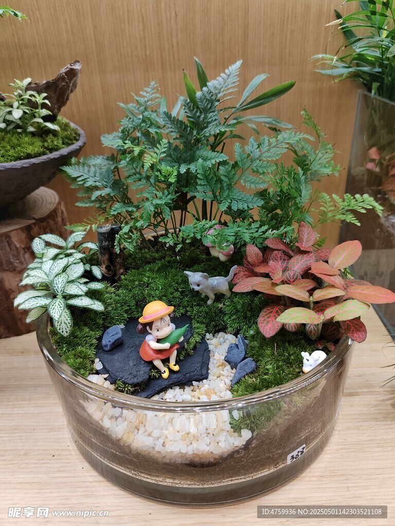 玻璃容器中的迷你植物景观 小梅