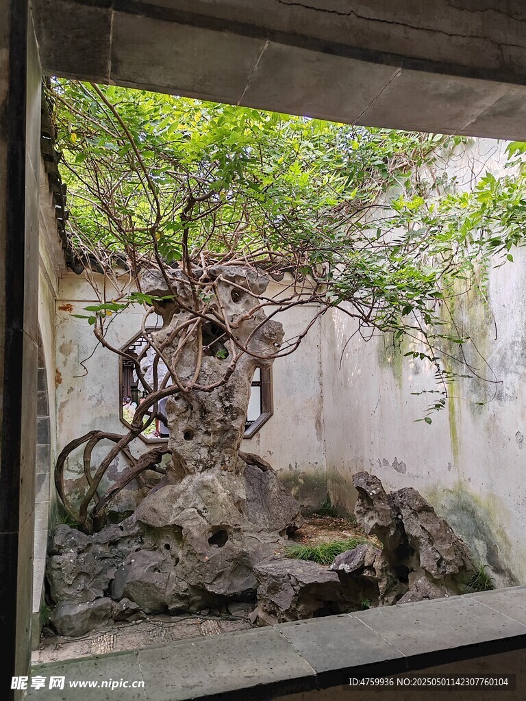 中式庭院假山绿植景致  藤蔓