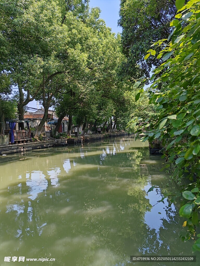江南水乡小河畔绿意盎然