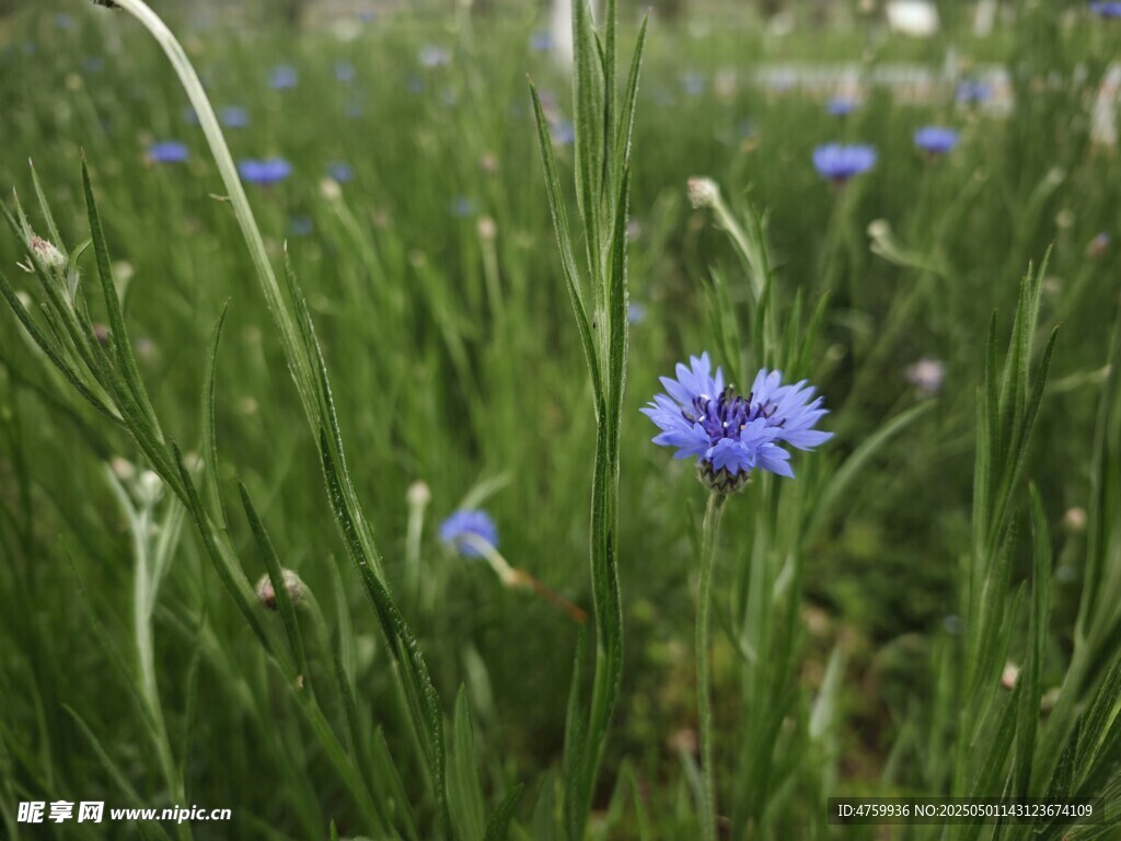 蓝花绽于绿草丛中