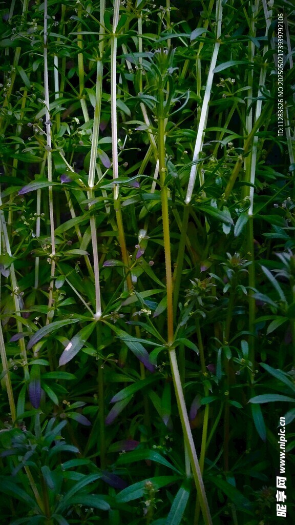 翠绿竹林生机勃勃景象