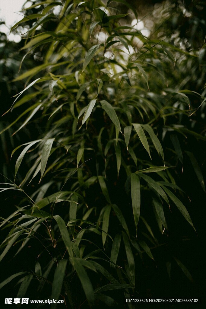 翠绿竹林景致