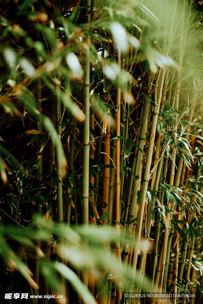 翠绿竹林景致