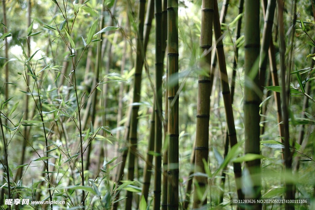 茂密丛林中的绿色植物景观