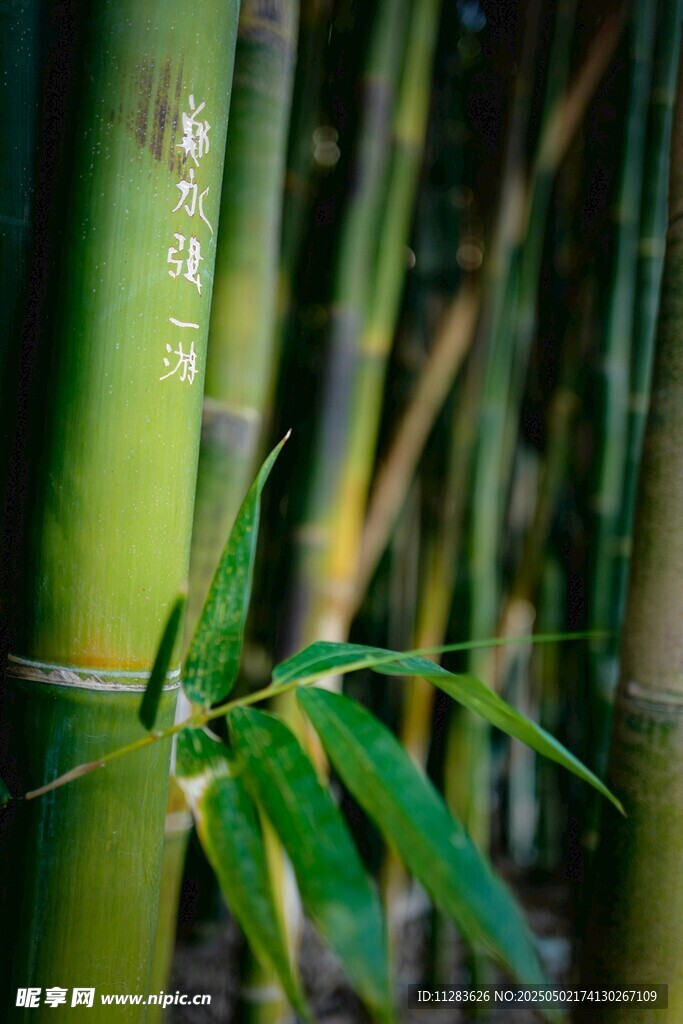 翠绿竹林中的清新竹枝