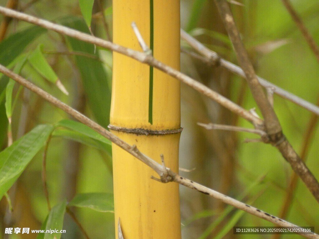 黄竹特写