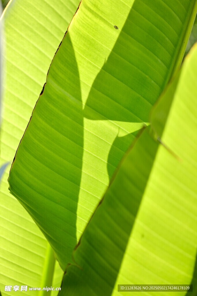 翠绿芭蕉叶特写
