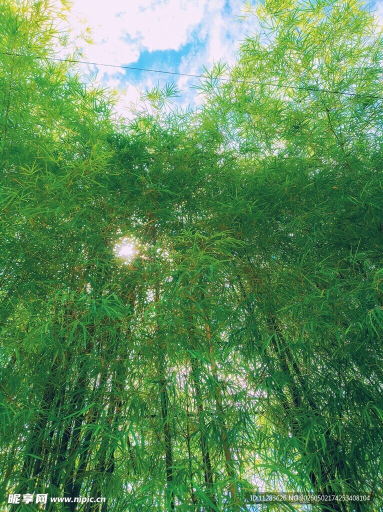 阳光洒落的翠绿竹林