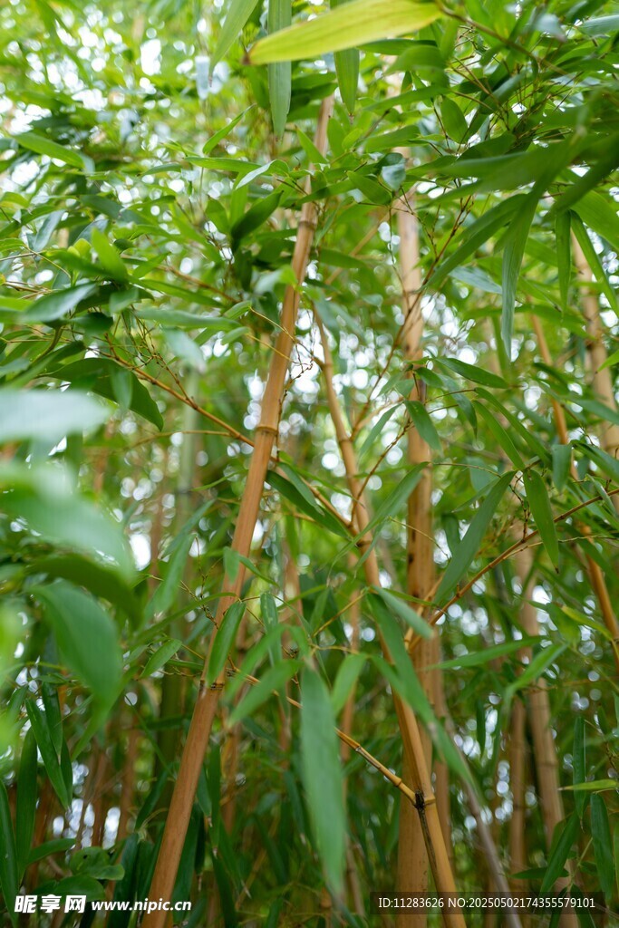 翠绿竹林生机勃勃景象