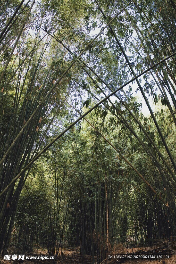 竹林幽径绿意盎然