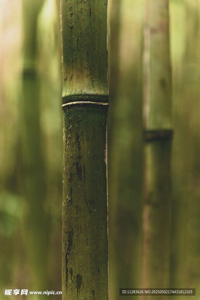 竹林中的翠绿竹子