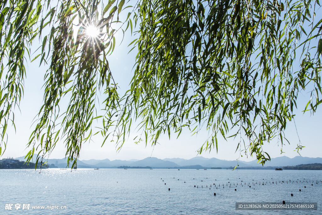 湖畔垂柳映蓝天美景