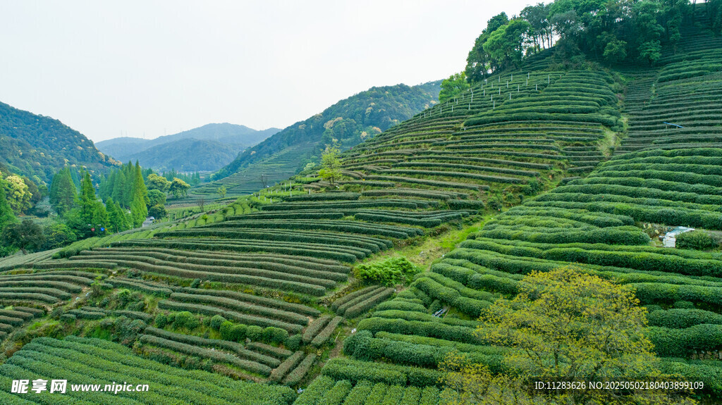 层层叠叠的美丽茶山风光