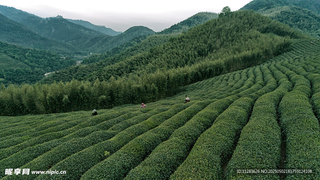 翠绿茶园与远山美景