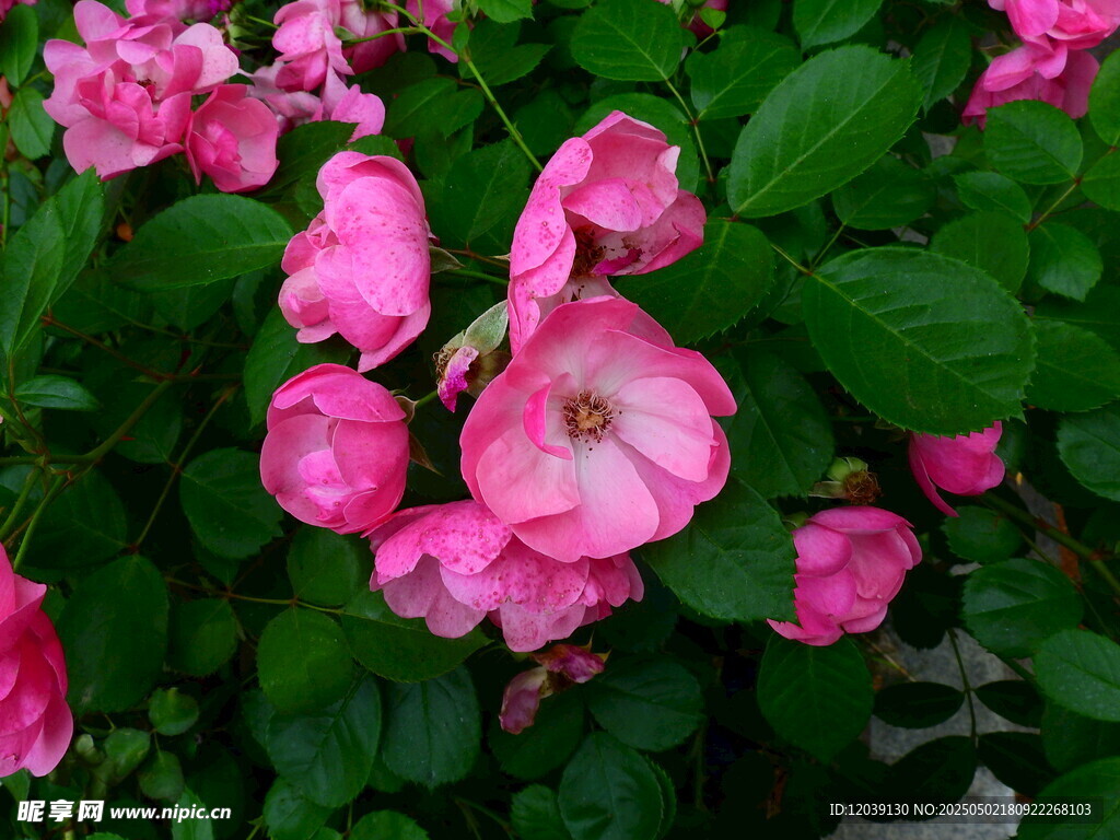 娇艳粉色花朵绿叶相伴