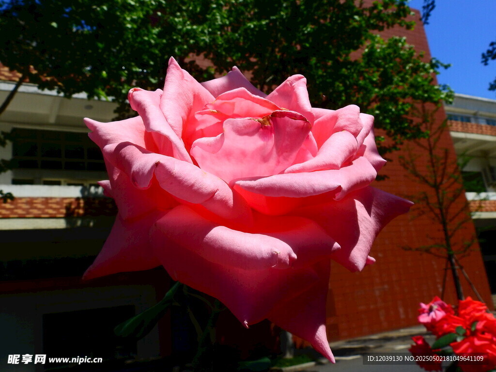 巨型粉色玫瑰绽放庭院