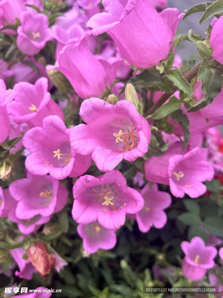风铃草