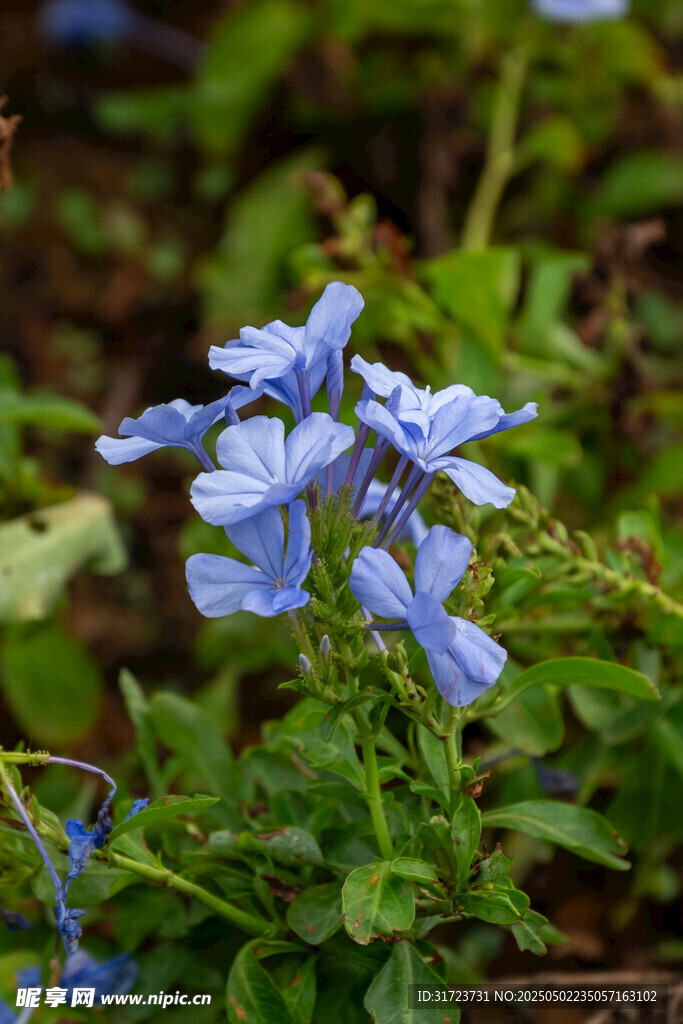 蓝花绽放绿意间
